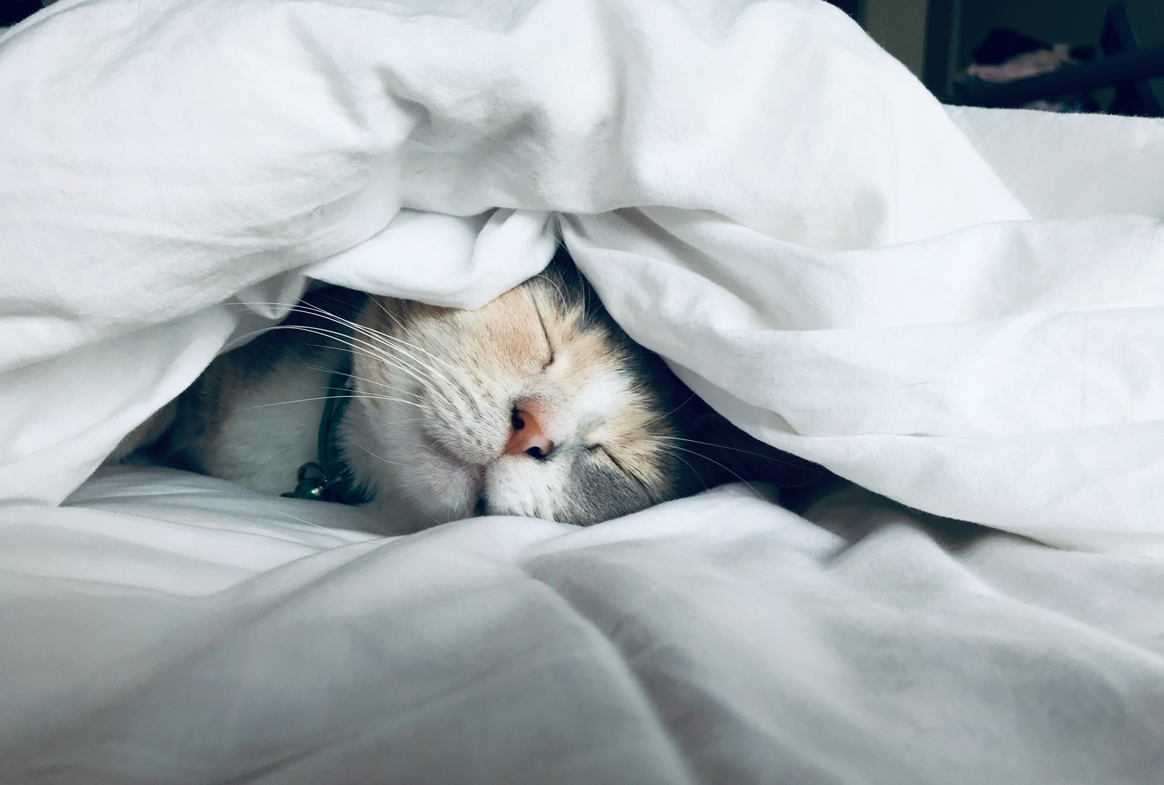 cat-sleep
