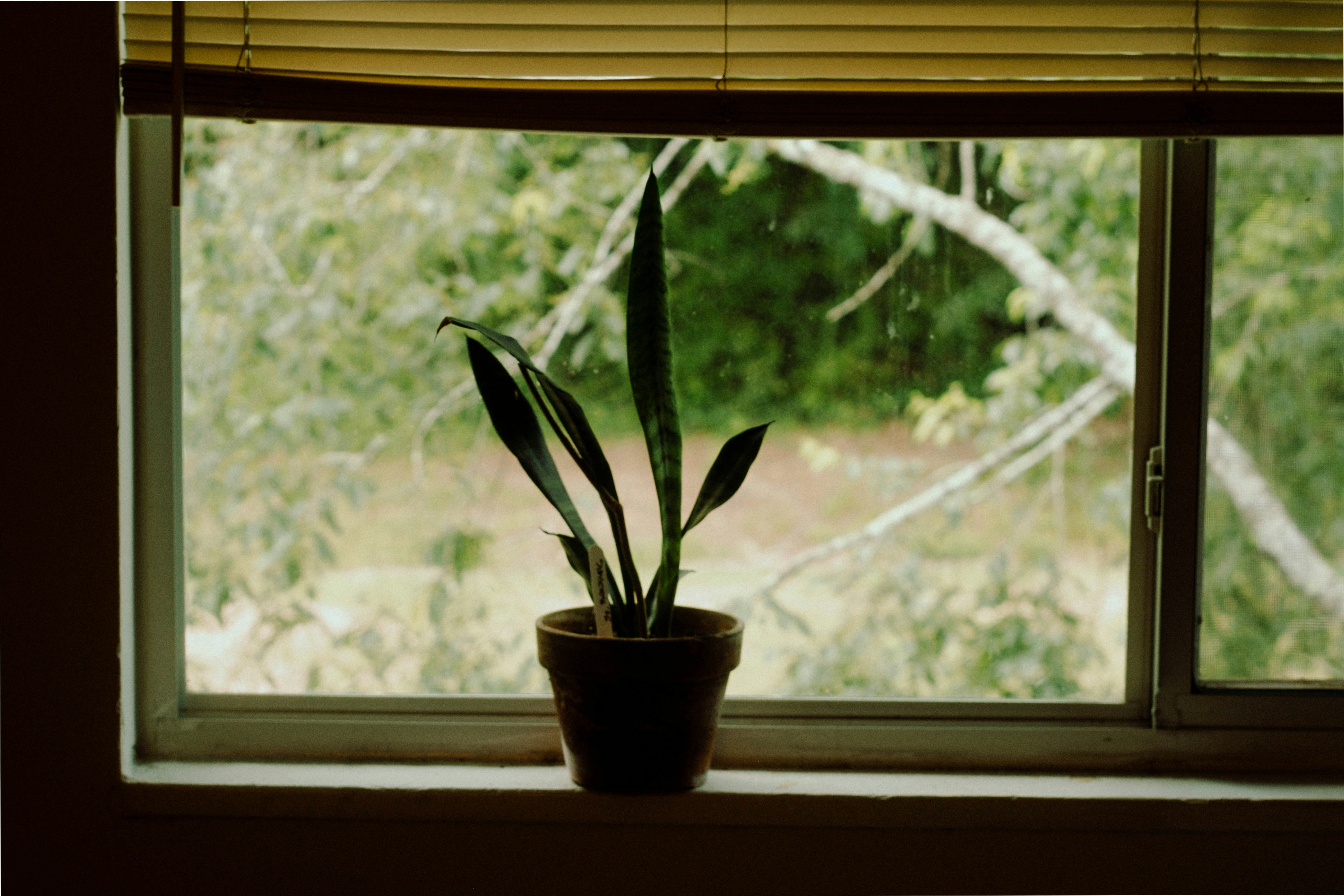 window