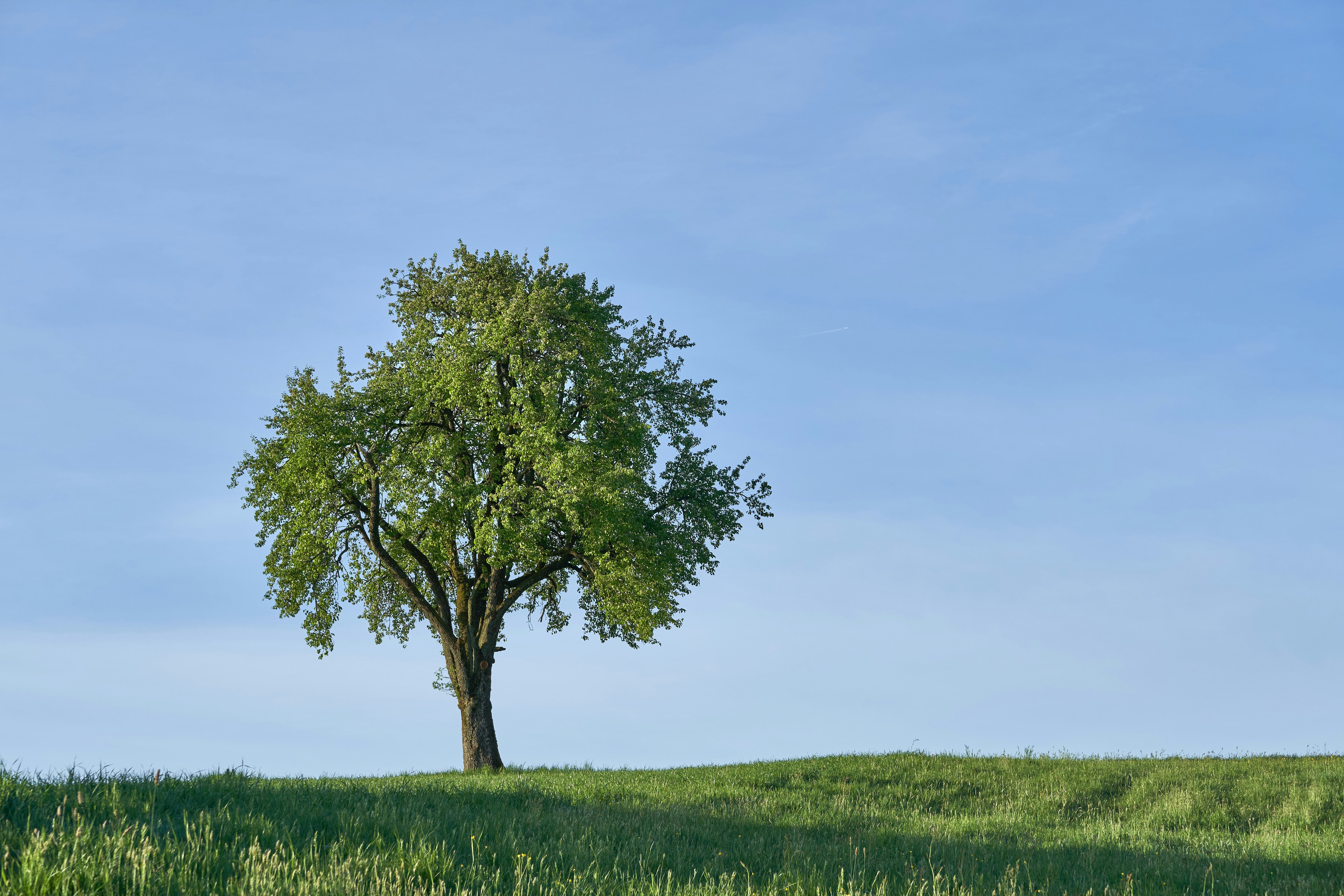 wolfgang-hasselmann-oak-tree-unsplash